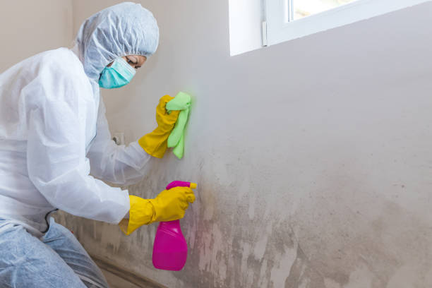 Holt, AL Mold Removal Company