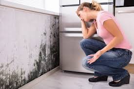 Best Emergency Mold Remediation in Holt, AL